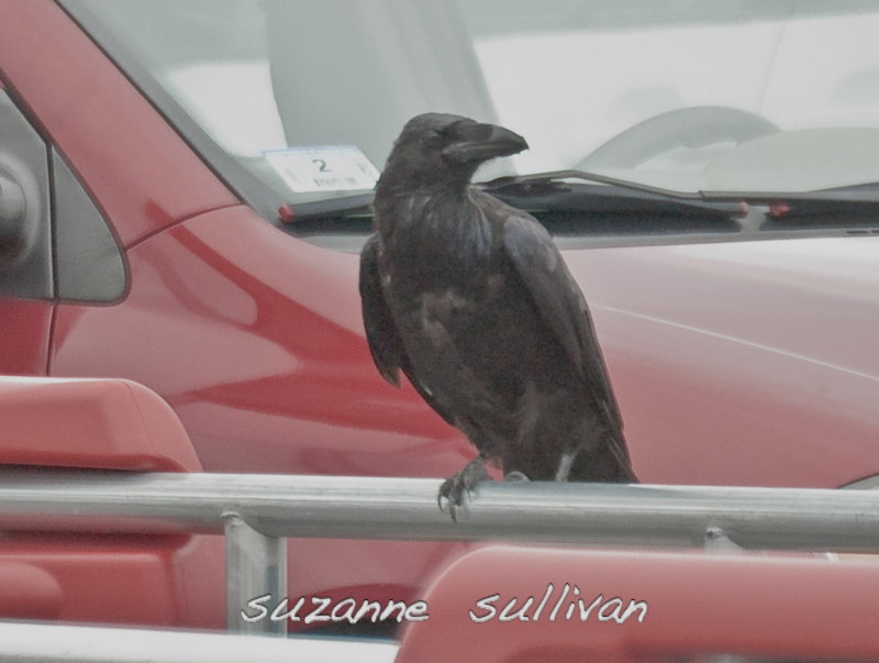 raven DeMoulas parking lot Rowley