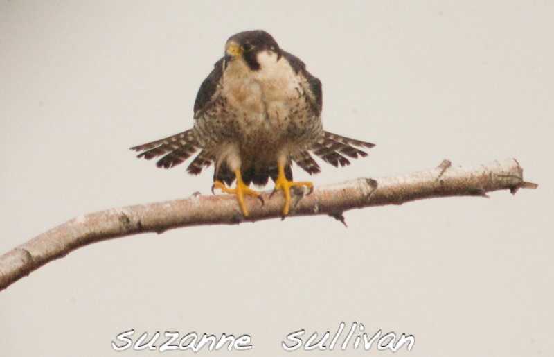 peregrine falcon sandy point plum island