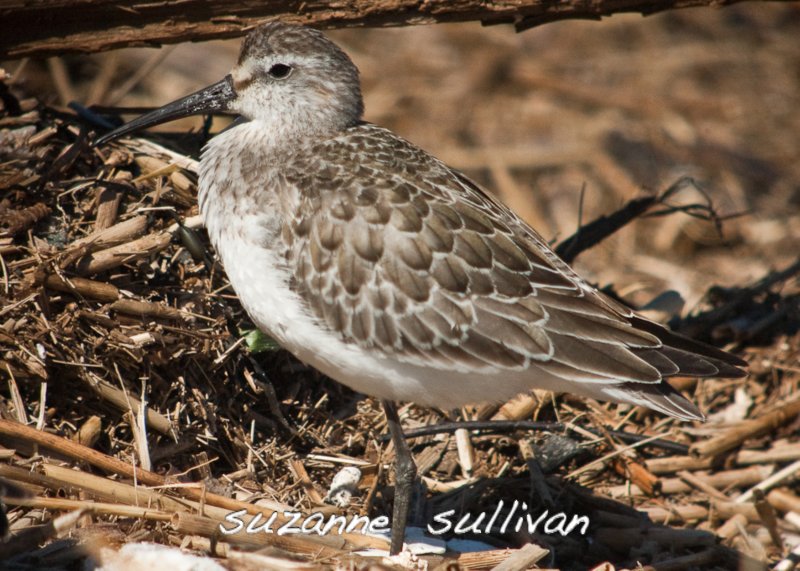 imm curlew sandpiper sandy point plum island