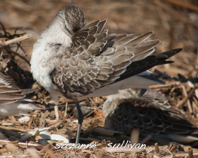 imm curlew sandpiper sandy point plum island