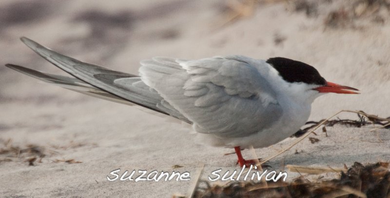 common tern sandy point pi