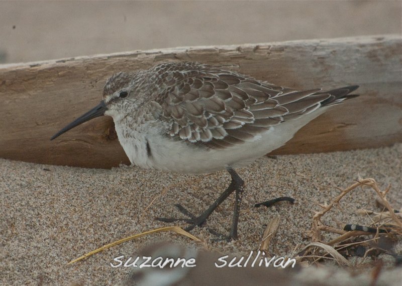 curlew sandpiper sandy point plum island