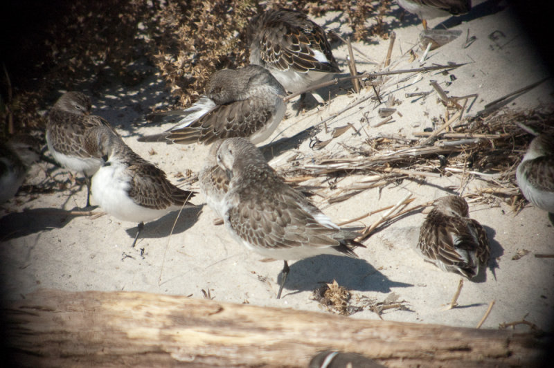 white-rump, semipalmated sp, curlew sp sandy point pi