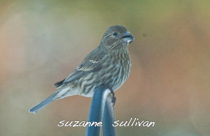 female house finch wilmignton