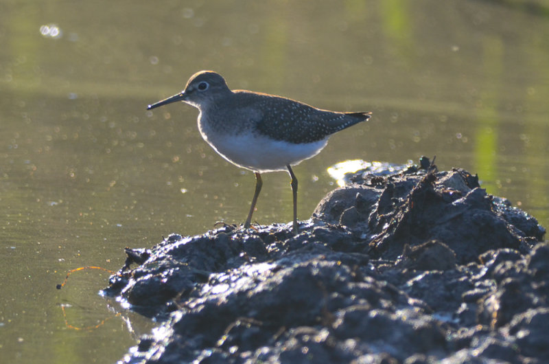 solitary sandpiper nahant stump dump