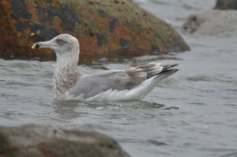 3rd yr herring gull barhead rocks plum island