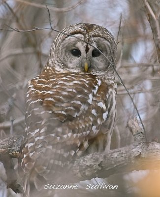Barred owl Plum Island.jpg