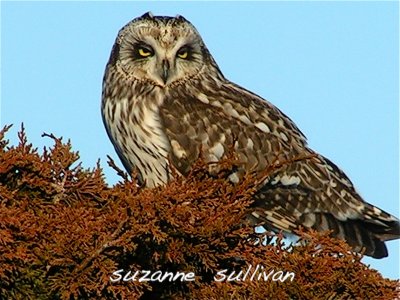Shorteared owl Salisbury MA SP.jpg
