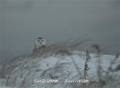 snowy in dunes Salisbury MA.jpg