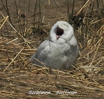 Snowy owl1.jpg