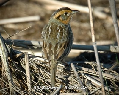 sharptailedsparrowplumisland.jpg