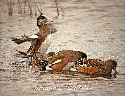 american widgeons plumisland ma.jpg