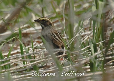 savannah sparrow plum island.jpg