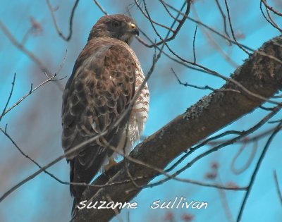 broad-winged hawk Wilmington ma.jpg