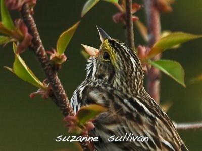 savannnah singing plum islan.jpg