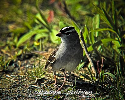 white-crowned sparrow plum island