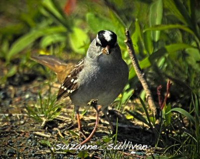 white crowned sparrow plum island