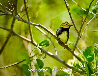 black- throated green warbler Plum Isand