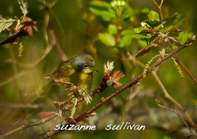 nashville warbler plum island