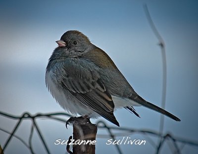 slated colored junco wilmingnton MA