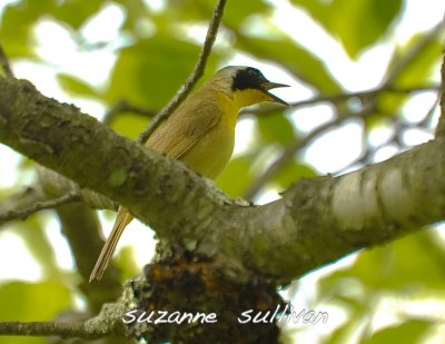 male yellow throat warbler plum island