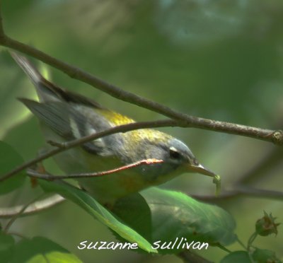 northern parula warbler plum island