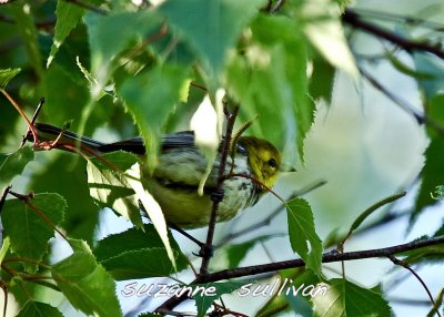 black-throated green warbler plum island