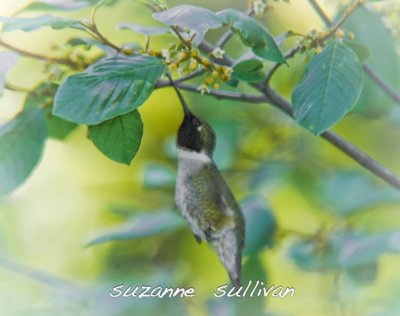 ruby-throat hummingbird plum island
