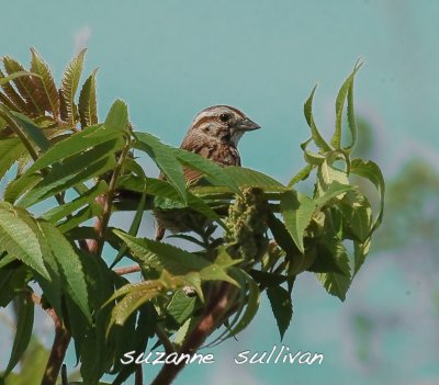 funky song sparrow