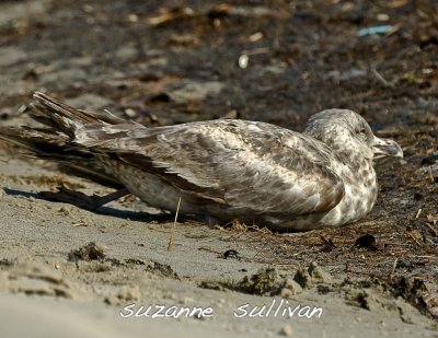 freed gull from fish line