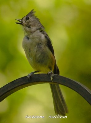 tufted titmouse wilmington ma