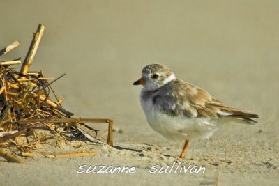 piping plover plum island