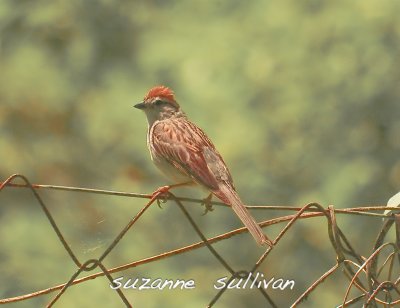 chipping sparrow