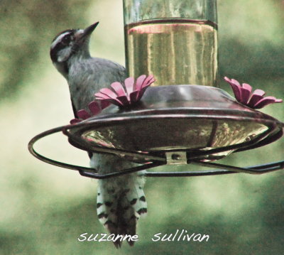downy woodpecker at humming bird feeder