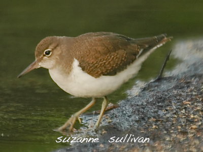 spotted sandpiper crawford pond maine