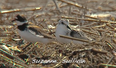 sanderling, semipalmated plover plum island