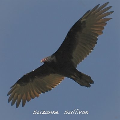 turkey vulture plum island