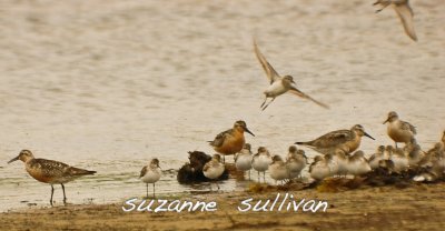 red knots and peeps plum island
