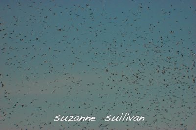 swallow migration plum island