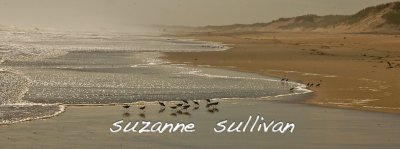sanderlings plum island surf