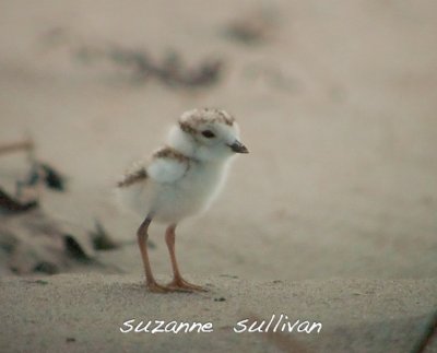 piping plover sandy point pi
