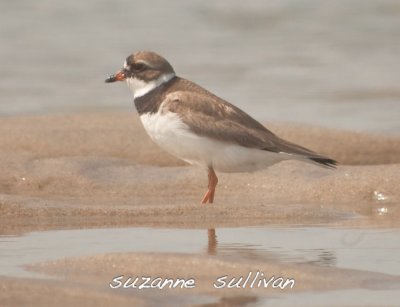 semipalmated plover sandy point pi