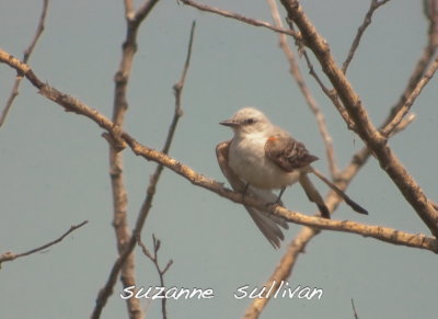 scissor-tail flycatcher sandy point pi