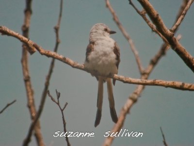 scissor-tail flycatcher sandy point pi