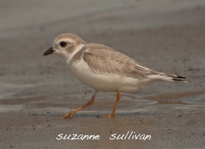 piping plover imm. sandy point pi