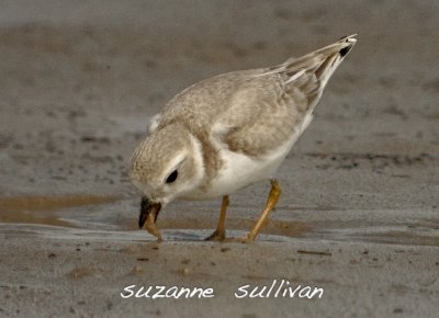 imm piping plover sandy point pi