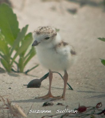 piping plover sandy point pi