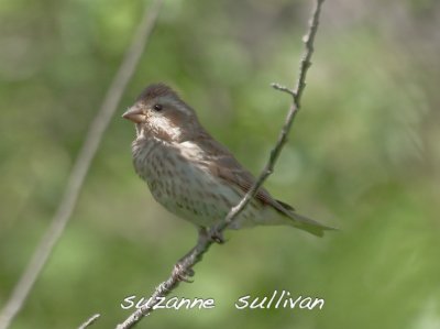 purple finch plum island