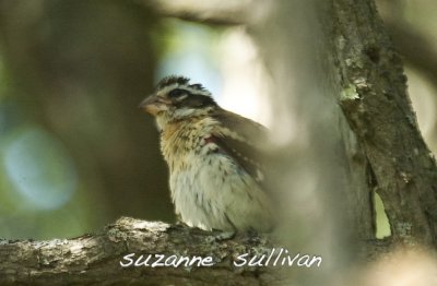 male imm. rose-breasted grosbeak