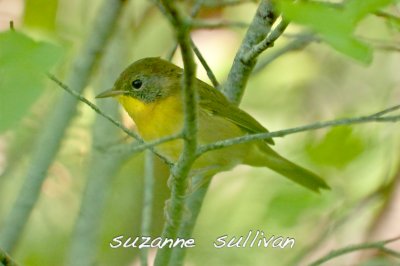 common yellowthroat perry maine